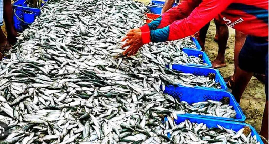 price-of-mathi-sardinella-kerala-fisherman-trawling-ban-scarcity-price-hike