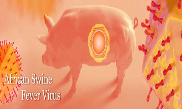 African-swine-fever-confirmed-in-Udayagiri