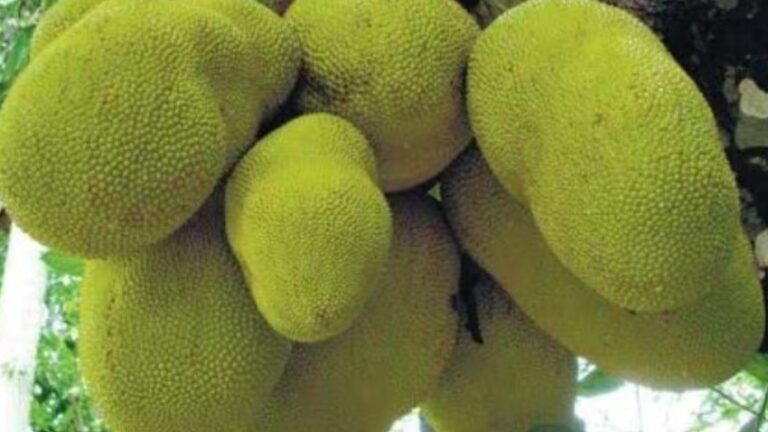 health-benefits-of-jackfruit-vitamins-fibre