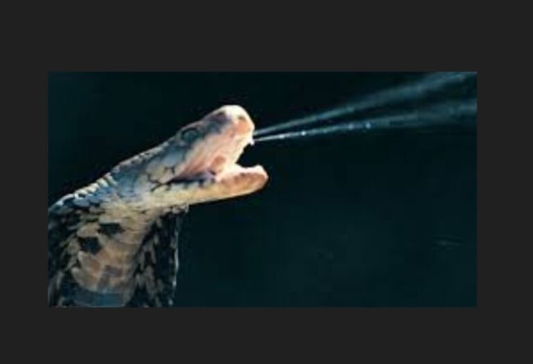 Bitten-back-by-35-year-old-railway-worker-snake-dies